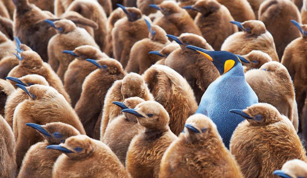 Pinguin